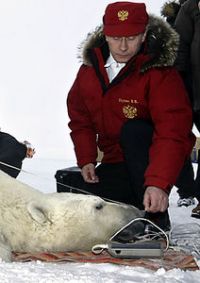 Владимир путин надел на белого медведя ошейник с системой спутникового слежения