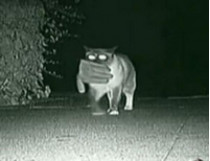 В Калифорнии кот по ночам ворует у соседей нижнее белье, перчатки, крышки от кастрюль