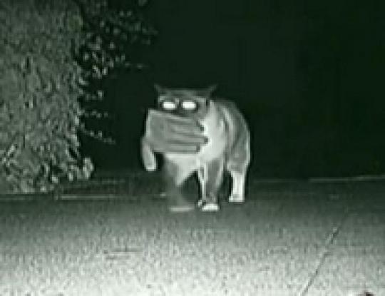 В Калифорнии кот по ночам ворует у соседей нижнее белье, перчатки, крышки от кастрюль