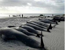 В Новой Зеландии больше сотни китов выбросились на берег