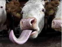В Одесской области корова съела спрятанные грабителем&#133; 5,5 тысячи долларов!