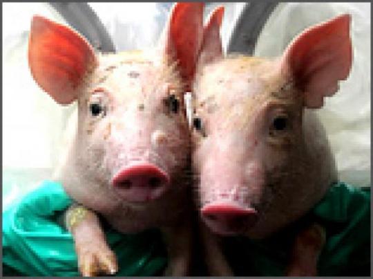 Органы клонированных свинок планируют использовать при трансплантации человеку