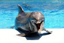 дельфины Янукович Борейко