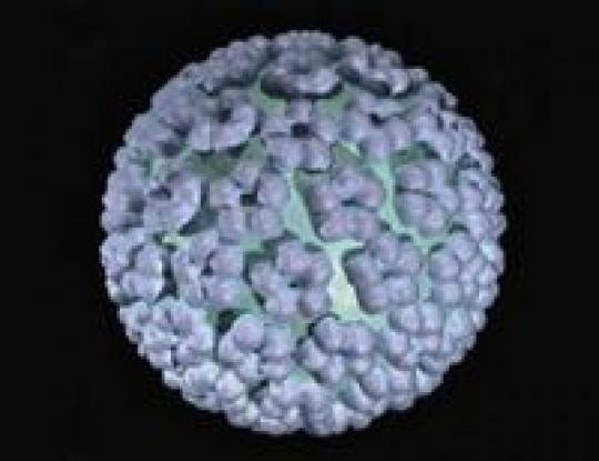 папилломавирус