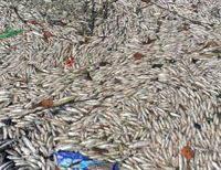 В бухте близ Лос-Анджелеса массовая гибель живности: миллионы дохлых рыб атакуют чайки 