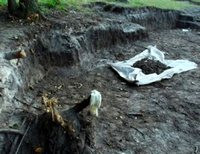 Останки с места, где было обнаружено тело Гонгадзе