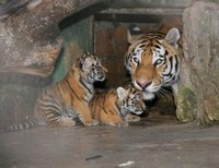 тигрята в зоопарке Сказка