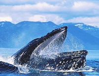 кит горбач