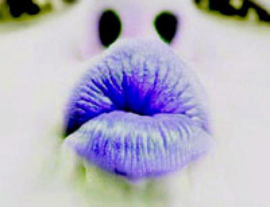 голубой поцелуй