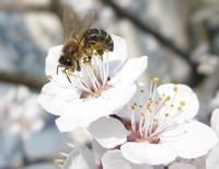 пчела на цветущей яблоне