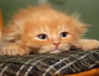 кошка