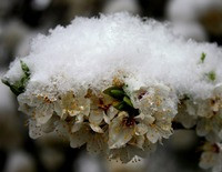 снег на цветущей вишне