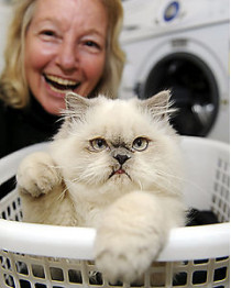 В австралии четырехмесячный котенок выжил после 30-минутной стирки в стиральной машине