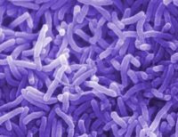 бактерии холеры