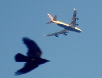 самолет и птица