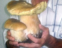гигантский белый гриб