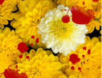маньяк желтые цветы