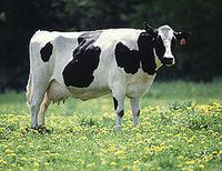 молочная корова