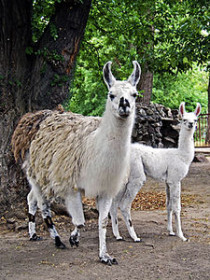 В киевском зоопарке на свет появились детеныши ламы и дикобраза