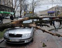 упавшее дерево