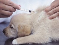 прививка щенку