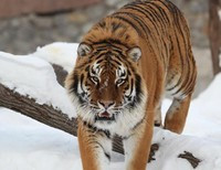 тигр Киевский зоопарк
