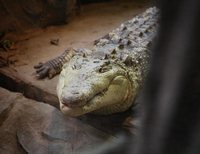 крокодил Киевский зоопарк