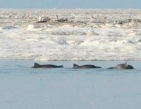 дельфины попали в ледовый плен в Казантипском заливе