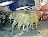 Австралия овцы высыпались на дорогу
