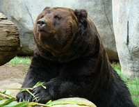 У бурого медведя в Киевском зоопарке остановилось сердце