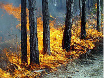 Из-за брошенного окурка на военном полигоне в днепропетровской области сгорело 20 гектаров хвойного леса