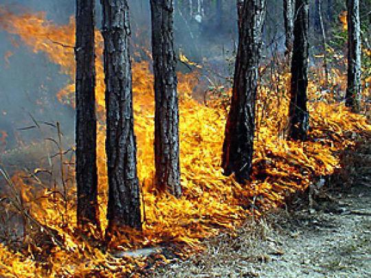 Из-за брошенного окурка на военном полигоне в днепропетровской области сгорело 20 гектаров хвойного леса