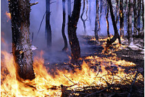 В днепропетровской области сотни спасателей несколько часов боролись с лесным пожаром, вплотную подступившим к павлограду, на предприятиях которого хранится ракетное топливо