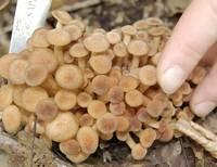 сбор грибов