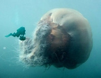 гигантская медуза