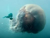 гигантская медуза