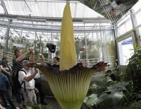 самый большой в мире цветок