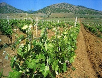 крымские виноградники