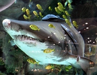 «Акуле слишком тесно в аквариуме. Поэтому она постоянно травмирует чувствительные органы на морде»