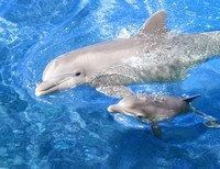 Дельфиненок