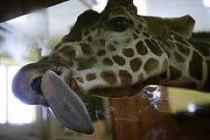 В киевском зоопарке умер четырехлетний жираф рами