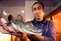 «взрослый крокодил может год ничего не есть, если перед этим отобедал&#133; Носорогом»