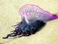 ядовитая медуза