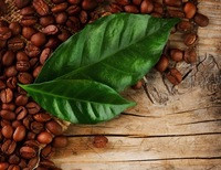 листья кофе