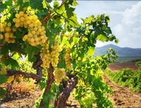 крымские виноградники