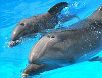 дельфины Одесса