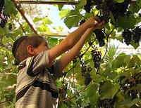 ребенок собирает виноград