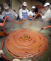 На изготовление самой длинной в мире сосиски, длиной более полукилометра, у хорватских поваров ушло 400 килограммов свинины