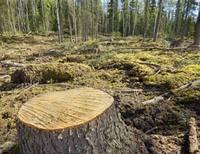 вырубка деревьев