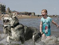 Дети купаются с собаками
